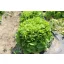 Arugula organic Selvatica Pure seed approx. 4 m2