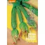 Cukkini bio Costates Romanesco Rein Saat kb. 10 db mag