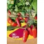 Chili paprika bio Ruben jalapeno Rein Saat kb. 30 db mag