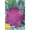 Purple cauliflower organic Di Sicillia violetto Pure Seed about 50 seeds