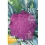 Purple cauliflower organic Di Sicillia violetto Pure Seed about 50 seeds