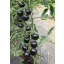 Tomato black organic Indigo Rose Rein Seeds approx. 20 seeds