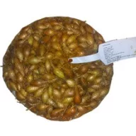 Dughagyma Makói 10 kg