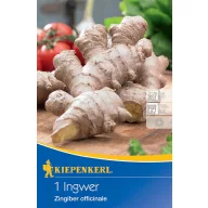 Ginger tuber Kiepenkerl 1 piece