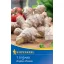 Ginger tuber Kiepenkerl 1 piece