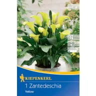 Virághagyma Kála (Zantedeschia) sárga Kiepenkerl 1 db