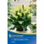 Virághagyma Kála (Zantedeschia) sárga Kiepenkerl 1 db