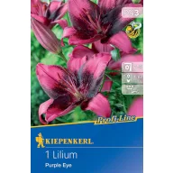 Virághagyma Liliom Purple Eye Kiepenkerl 1 db