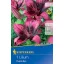 Virághagyma Liliom Purple Eye Kiepenkerl 1 db