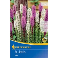 Virághagyma Díszcsorba (Liatris) Mix Kiepenkerl 8 db