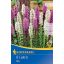 Flower Bulb Ornamental (Liatris) Mix Kiepenkerl 8 pcs