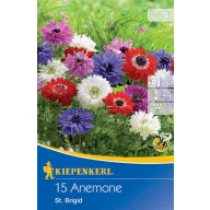   Virághagyma Szellőrózsa (Anemone) St. Brigid Kiepenkerl 15 db