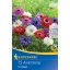 Virághagyma Szellőrózsa (Anemone) St. Brigid Kiepenkerl 15 db