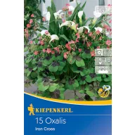   Virághagyma Négylevelű madársóska (Oxalis) Iron Cross Kiepenkerl 15 db