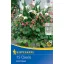 Flower bulb Four-leaved oxalis (Oxalis) Iron Cross Kiepenkerl 15 pcs
