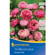 Virághagyma Boglárka Picotee Pink Kiepenkerl 10 db