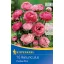 Virághagyma Boglárka Picotee Pink Kiepenkerl 10 db