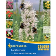 Virághagyma Nektár Oázis Kiepenkerl 22 db
