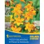 Flower bulbs Useful insects garden Kiepenkerl 20 pcs