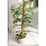 Kókusztámasz COCO Ø 45 mm 100 cm