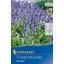 Flower bulbs Blue Bell Blue Bell 7 pcs Kiepenkerl