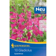   Bulb Winter-hardy Swordflower (Gladiolus comm.ssp.byzantinus) 10 pcs Kiepenkerl