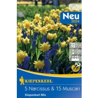   Virághagyma Nárcisz-Gyöngyike összeállítás 20 db Kiepenkerl