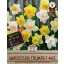 Bulb Daffodil Trumpet Mix 15 pcs Sperli