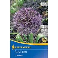   Virághagyma Díszhagyma (Allium christophii) Kiepenkerl 3 db
