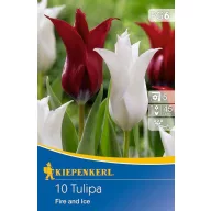 Virághagyma Tulipán mix Fire and Ice Kiepenkerl 10 db