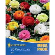   Virághagyma Boglárka (Ranunculus) Mega-Pack színkeverék Kiepenkerl 30 db