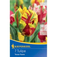   Virághagyma Tulipán (papagájvirágú) Texas Flame Kiepenkerl 7 db