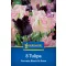 Virághagyma Tulipán-Duo Parrots Black and Rose Kiepenkerl 8 db