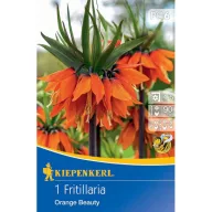   Virághagyma Fritillaria (császárkorona) Orange beauty Kiepenkerl 1 db