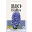 Virághagyma BIO Jácint Blue Pearl 3 db JUB