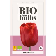 Virághagyma BIO Tulipán Escape 7 db JUB