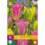 Virághagyma Tulipán Strawberry Lemonade 15 db JUB