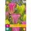 Flower Bulb Tulip Strawberry Lemonade 15 pieces JUB