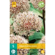 Virághagyma Díszhagyma (Allium) Karataviense 5 db JUB