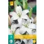 Virághagyma Liliom (Asiatic) White 2 db JUB