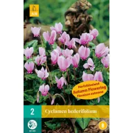 Virághagyma Ciklámen (Cyclamen hederifolium) 2 db JUB