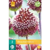 Virághagyma Díszhagyma Red Mohican 2 db JUB