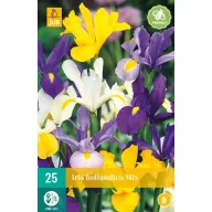 Bulb Iris hollandia (lady's blossom) mix 25 pieces JUB