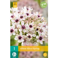 Virághagyma Díszhagyma Silver Spring 1db JUB