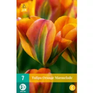 Virághagyma Tulipán Orange Marmelade 7 db JUB