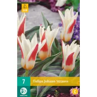 Virághagyma Tulipán Johann Strauss 7 db JUB