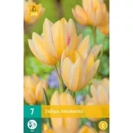 Virághagyma Tulipán Antoinette 7 db JUB