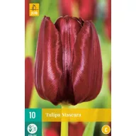 Virághagyma Tulipán Mascara 10 db JUB