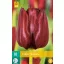 Virághagyma Tulipán Mascara 10 db JUB