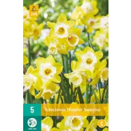 Virághagyma Nárcisz Hunter Sunrise 5 db JUB